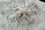 Wide Crinoid (Eucalyptocrinus) Holdfast - Indiana #106276-1